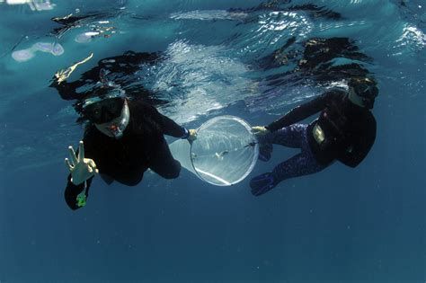 Maldives Manta Conservation Programme — Manta Trust