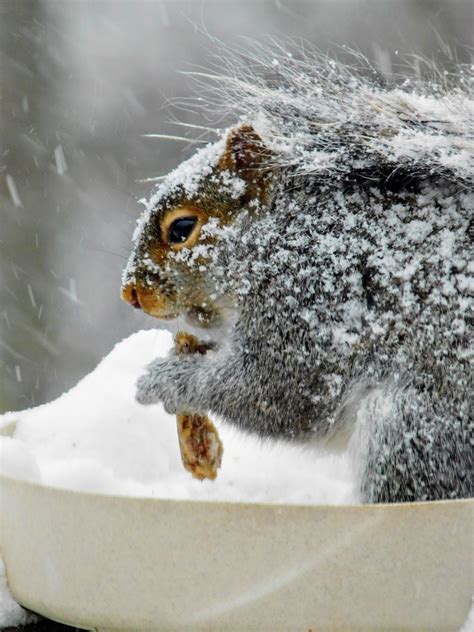 Slowly extend your hand as much as possible so the squirrel can see and smell the food. Snow Storm / Squirrel eating seeds frozen into a chunk ...