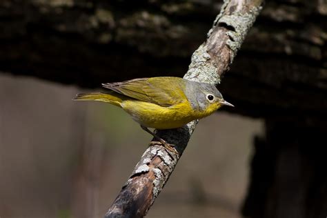 Nashville Warbler Male Jeremy Meyer Photography