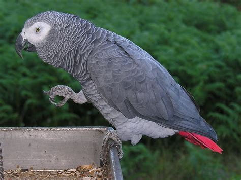 Interesting Facts About African Grey Parrots By Petsdevotee Medium