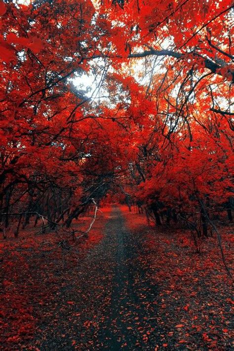 Pin By Teri Steele On Autumn Red Tree Fall Season Photography