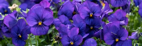 How To Grow And Care For Violas Love The Garden