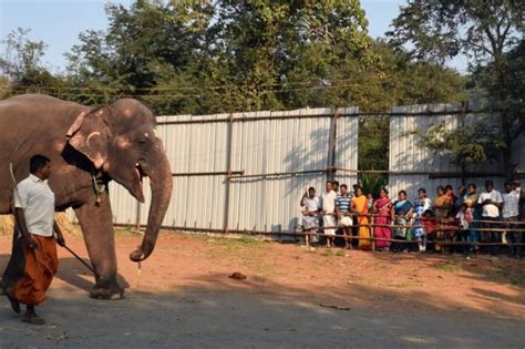 A Holiday Camp For Indias Captive Elephants Bbc News