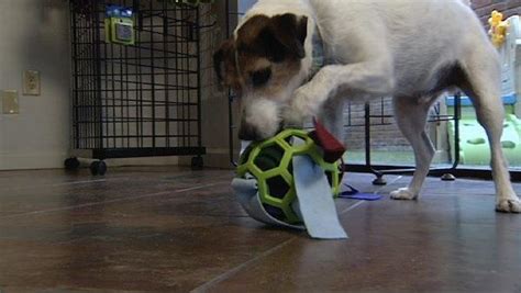 Close the lid tight and allow your dog to to roll the jar around to figure out how to have get the treats to fall out of the hole. DIY Dog Toys and Puzzles | Deals | The Live Well Network