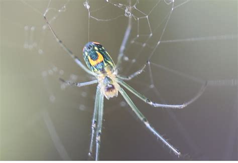 Need Help Identifying Spider Found In Jacksonville Fl Rspiders