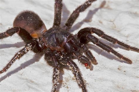 The European Wolf Spider Lycosa Tarantula Impressive Pal Jc D Flickr
