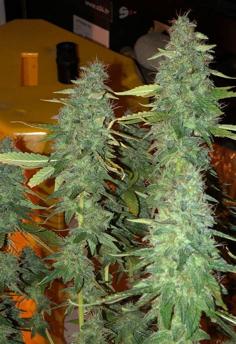 Gelato 41 by seed stockers is a feminised cannabis seed that derives from the cookies family. Blue Gelato 41 (Barneys Farm) :: Galería de Cannabis ...