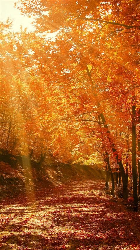 Fall Forest Wallpapers 4k Hd Fall Forest Backgrounds On Wallpaperbat