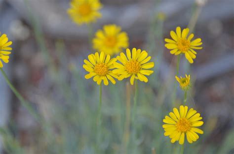 Yellow Daisy Wildflowers Photograph By Linda Larson