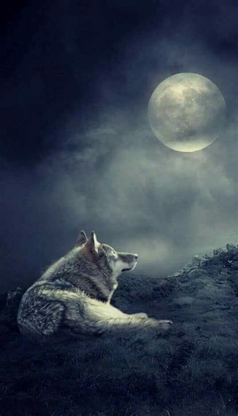 Pin De Pinner Em Lobos Con Luna Llena Fotos De Lobos Wolf Love Lobo