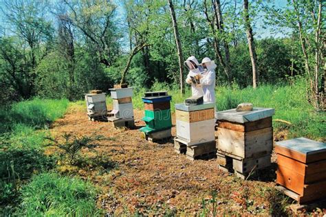 Beekeeping Workshop Havesting Honey Beekeeping Concept Apiary In
