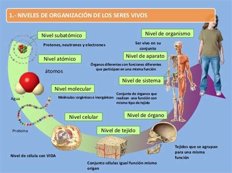 Niveles De Organismo De Los Seres Vivos Abstractor