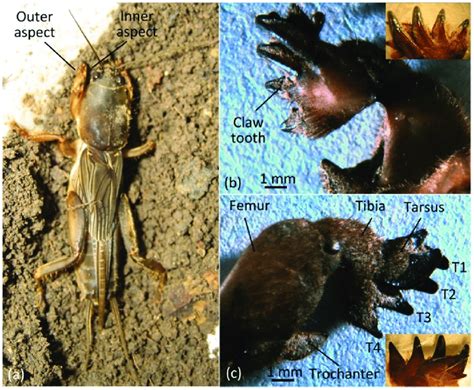 Forelimb Of Mole Cricket A Mole Cricket B Inner Aspect Of The