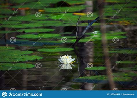 Beautiful Water Lilly In The Swamp Stock Image Image Of Louisiana