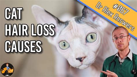 Hair Loss In Cats How To Find Out Why Their Fur Is Falling Out Cat