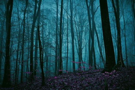 Download Dark Enchanted Forest By By Jthornton59 Enchanted Forest