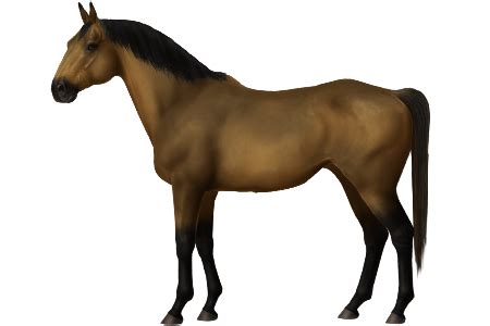 horse breeds karabair horse world