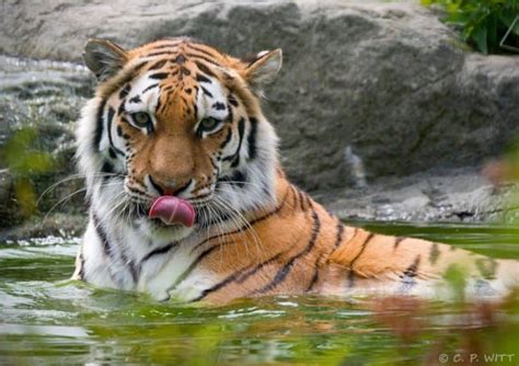 Paradise Wildlife Park Opening New Amur Tiger Habitat Blooloop