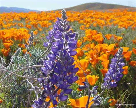 Springtime Big Sur California Wildflowers California Poppy Valley