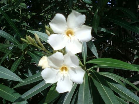 Nerium Oleander White Flowers Evergreen Shrubs Trees And Shrubs