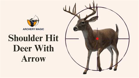 Shoulder Hit Deer With Arrow Tips And Techniques