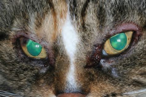 Ocular Manifestations Of Systemic Disease In Cats Vet Cpd