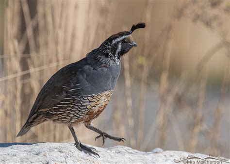 California Quail Male On A Rock Mia Mcphersons On The Wing Photography