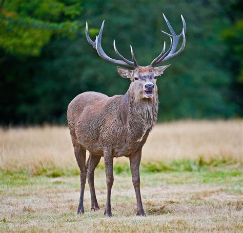 Anthony Miners Wildlife Photos Red Deer In Richmond Park