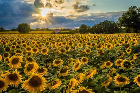 Sunflower Field At Sunset Stock Photo Image Of Orange 75749308