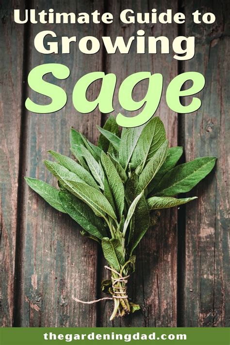 How To Grow Garden Sage Plant For Beginners The Gardening Dad In 2020