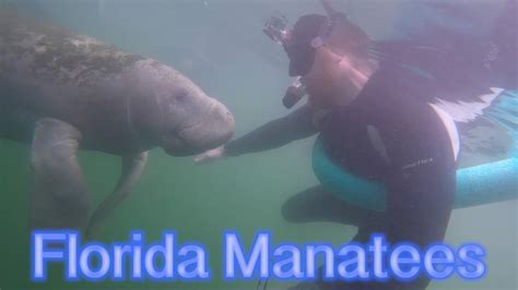 Swimming With Manatees Crystal River And Ginnie Springs