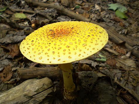 Free Images Mushroom Toadstool Fungi Cap