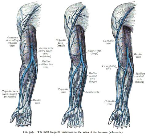 Cephalic Vein Wikipedia With Images Greys Anatomy Book Arm Veins
