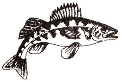 Download Small Walleye Outline (GBG191) Embroidery Design by Grand ...