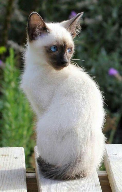 Siamés Siamese Cats Siamese Kittens Beautiful Cats