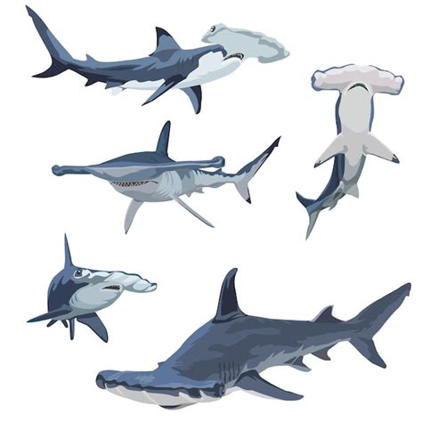Premium Vector Shark Vector Illustration Set