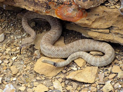 How Often Do You See Rattlesnakes Hiking In Colorado Dreamworkandtravel