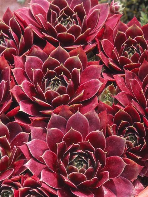 Growing Succulents In Shade 10 Proven Ways To Not Kill Your
