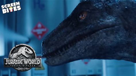 No One Can Stop The Velociraptor Jurassic World Fallen Kingdom 2018 Screen Bites Youtube