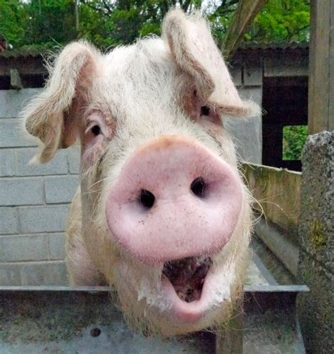 40 Adorable Pig Pictures To Make You Smile Readers Digest