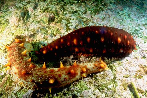 Sea cucumber, which has another name stichopus japonicus selenka, sea slug, and tripang, is one of the echinoderms that has leathery skin and an elongated skin. The Sea Cucumber's Vanishing Act | Hakai Magazine