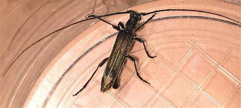 Long Antenna Beetle Styloxus Fulleri Bugguide Net