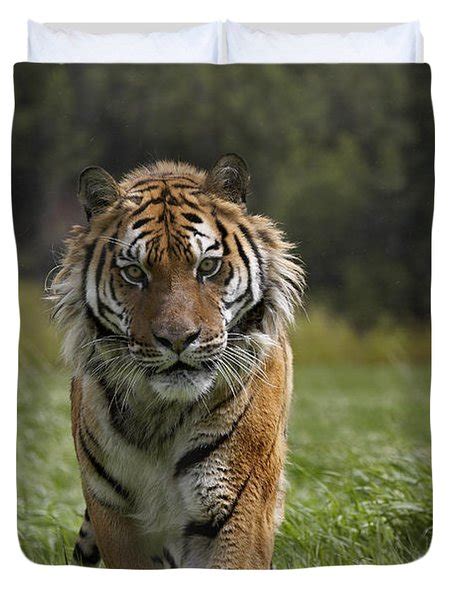 Siberian Tiger Walking Endangered Photograph By Tim Fitzharris