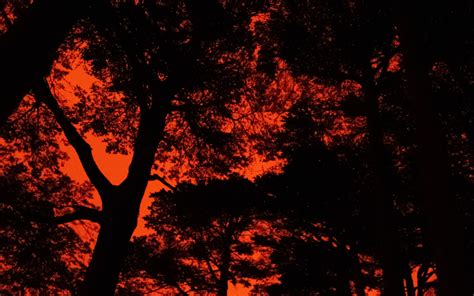 Download Wallpaper 3840x2400 Trees Silhouette Sunset Black 4k Ultra