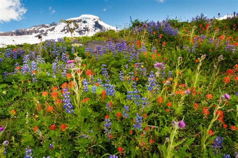 Beauty Of The Northwest Wild Flowers Places To See Cascade National