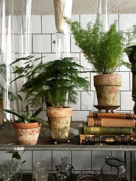 Great House Plants For Decorating Small Apartments And Homes
