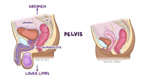 Male Pelvis Anatomy