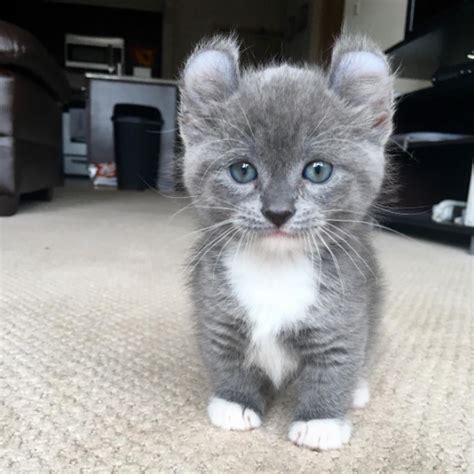The munchkin is a cat breed created by a naturally occurring genetic mutation that results in cats with abnormally short. 21 Reasons Why You Need A Munchkin Cat ASAP | Purrtacular