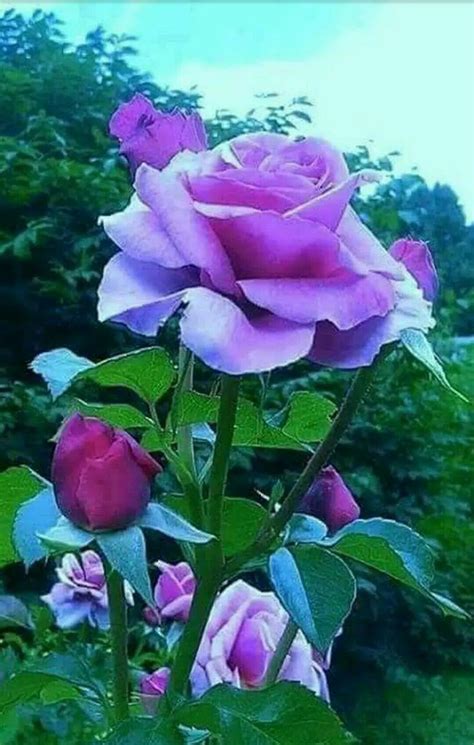 Pin By Mohmad On Nice Flowers Purple Roses Flower Garden Pretty Flowers