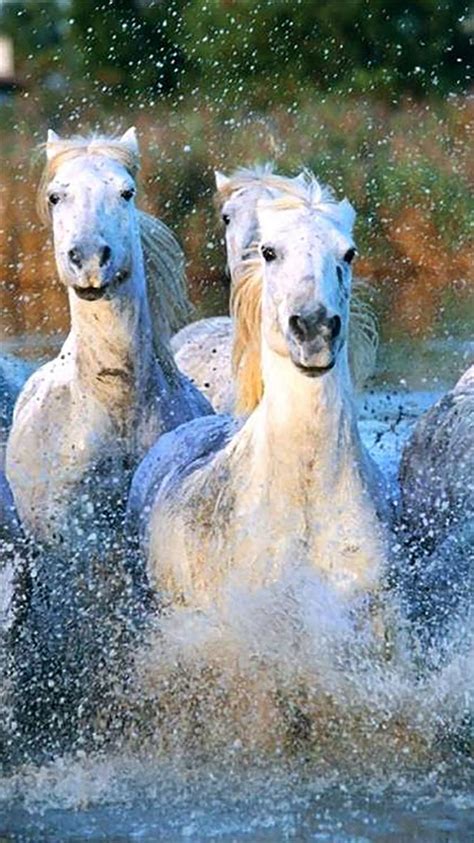 Camargue Horses Running Water Splashing Iphone 8 Wallpapers Free Download